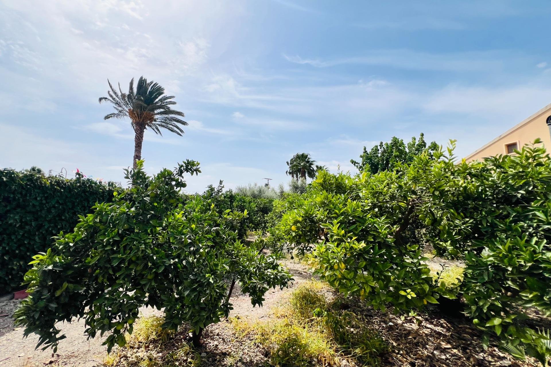 Herverkoop - Chalet - Elche Pedanías - Maitino-Perleta
