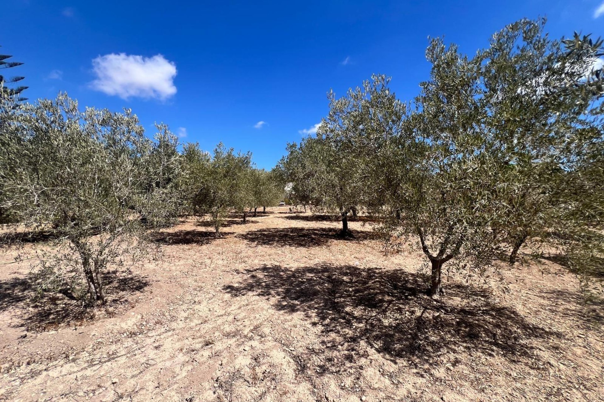 Herverkoop - Chalet - Elche Pedanías - Valverde