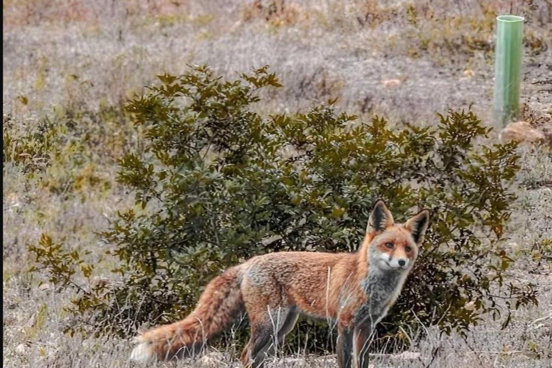 Herverkoop - Piso - Torrevieja - Playa de la mata
