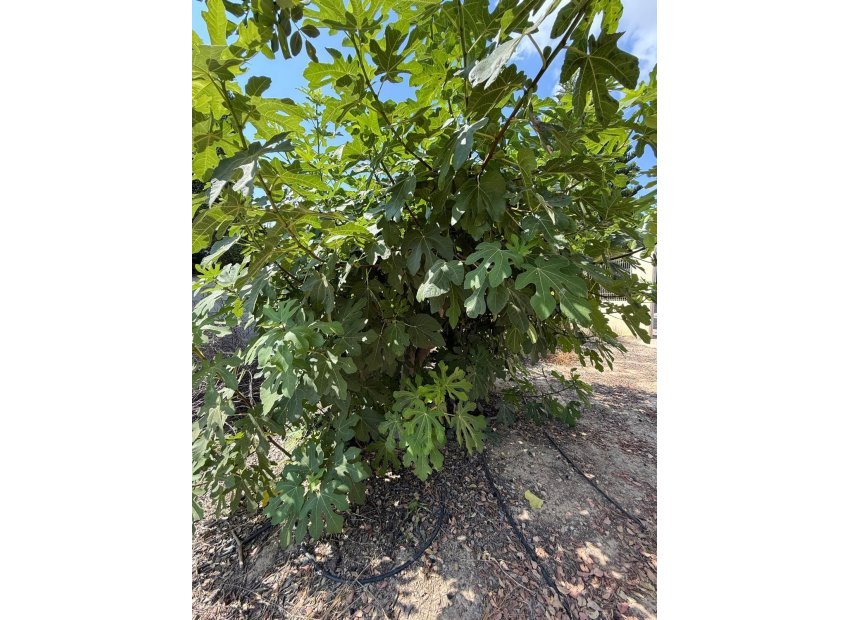 Odsprzedaż - Szalet - Albatera