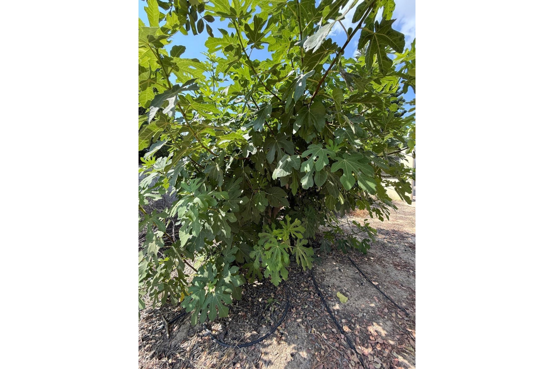 Odsprzedaż - Szalet - Albatera