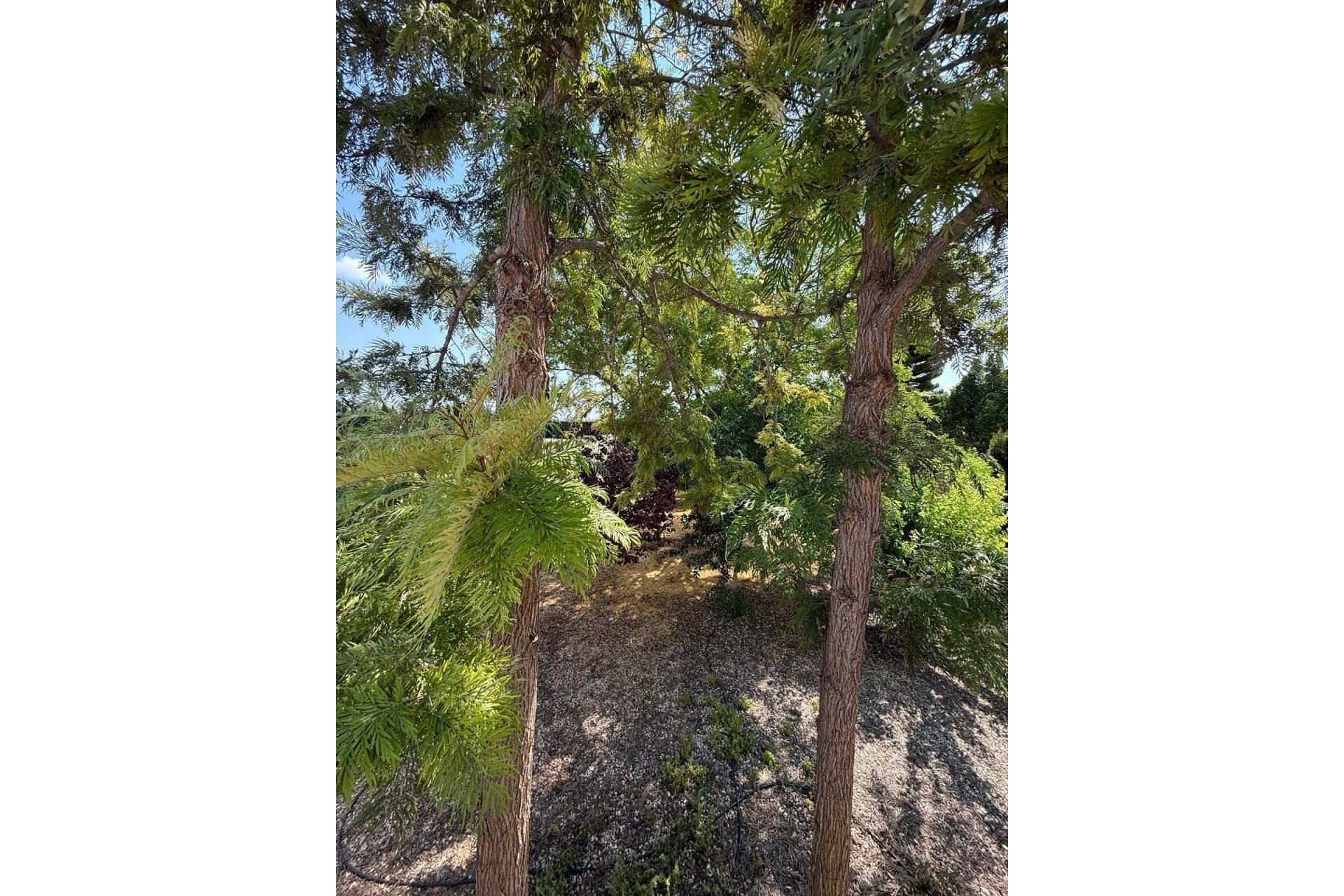 Odsprzedaż - Szalet - Albatera