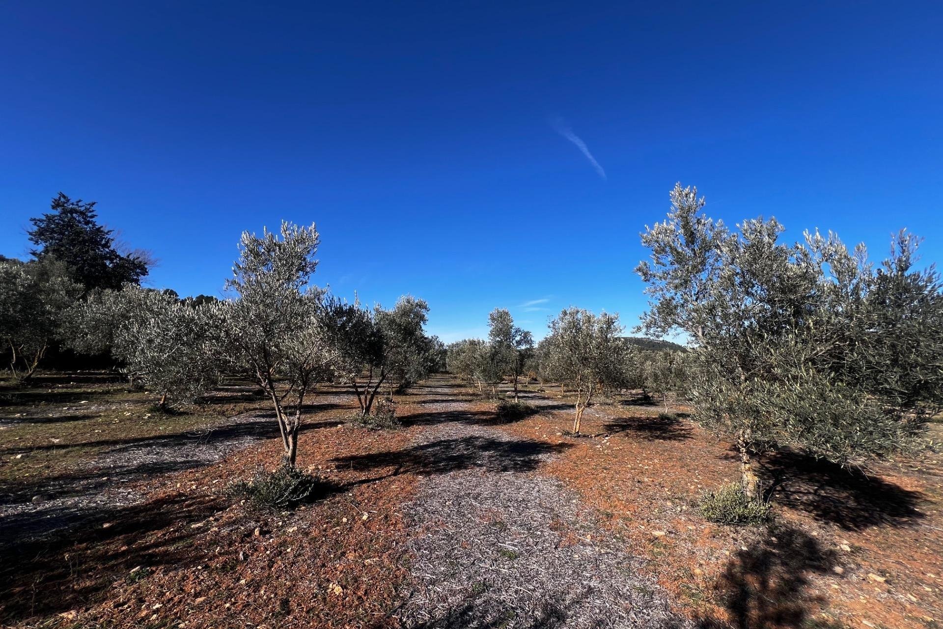 Resale - Finca rústica - Bocairent - Sierra de Mariola