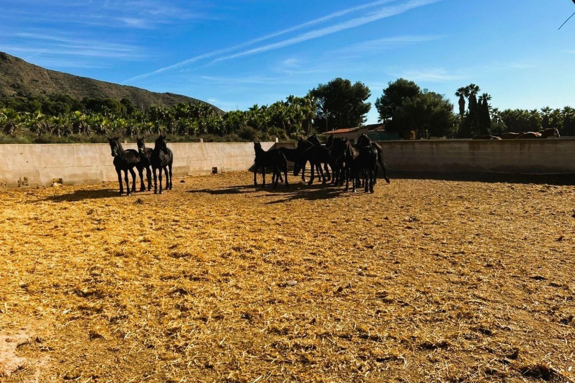 Resale - Finca rústica - Novelda - SERRETA