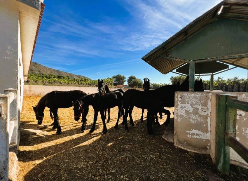 Resale - Finca rústica - Novelda - SERRETA