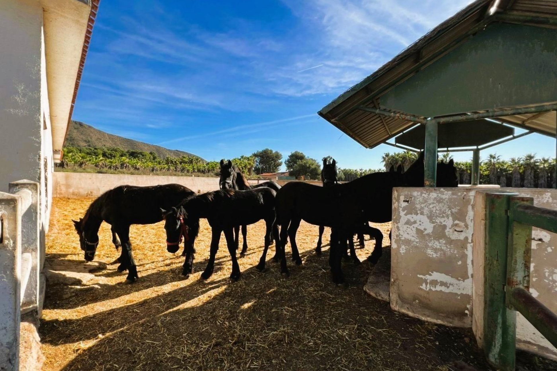 Resale - Finca rústica - Novelda - SERRETA