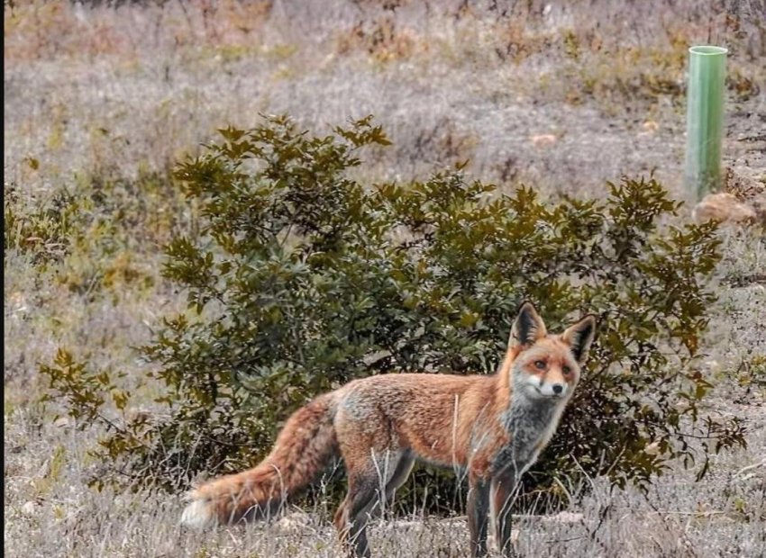 Resale - Piso - Torrevieja - Playa de la mata