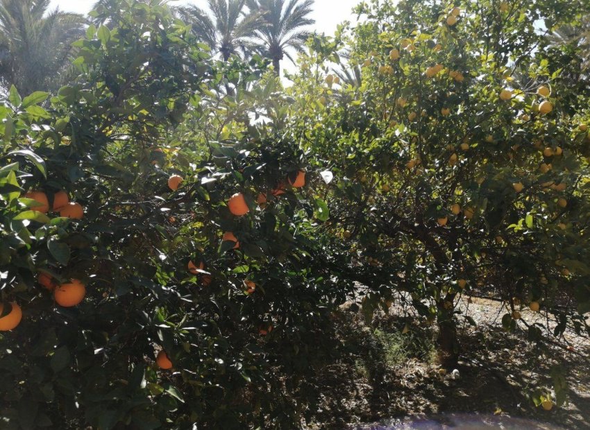 Reventa - Chalet - Elche Pedanías - Alzabares