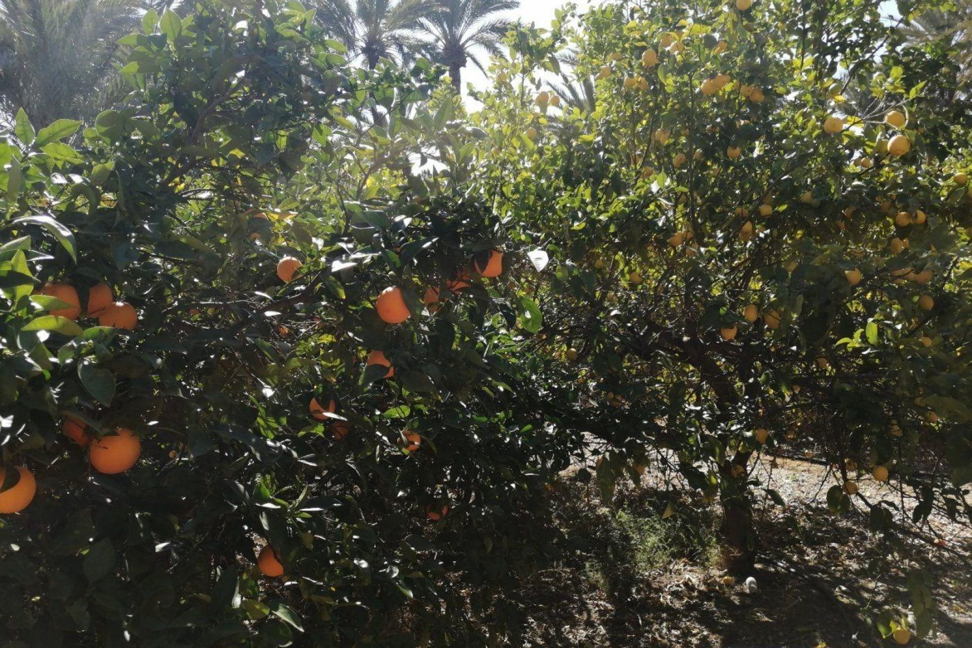 Reventa - Chalet - Elche Pedanías - Alzabares