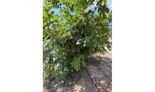 Odsprzedaż - Szalet - Albatera