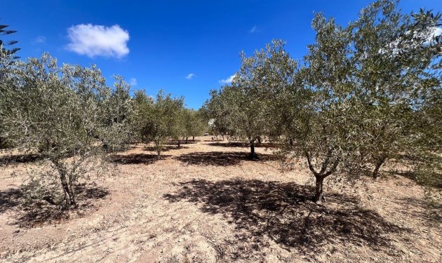 Resale - Chalet - Elche Pedanías - Valverde