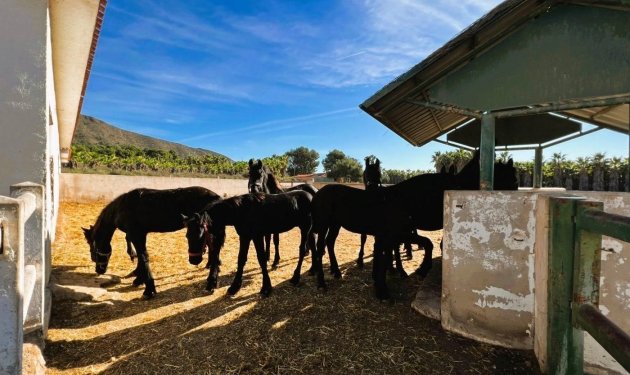 Resale - Finca rústica - Novelda - SERRETA