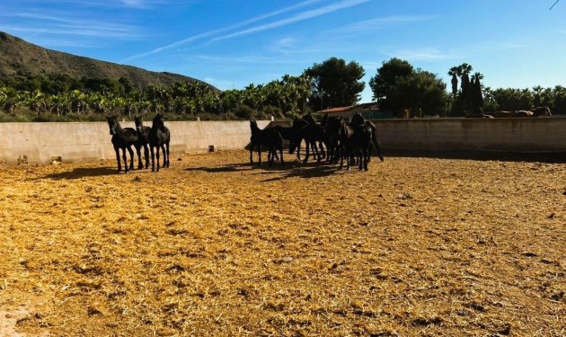 Resale - Finca rústica - Novelda - SERRETA