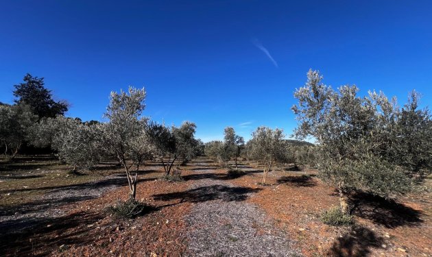 Resale - Finca rústica - Bocairent - Sierra de Mariola