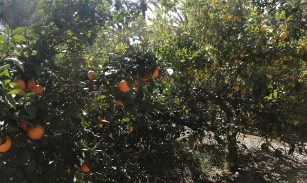 Resale - Chalet - Elche Pedanías - Alzabares