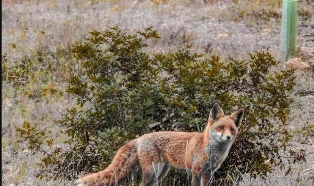 Resale - Piso - Torrevieja - Playa de la mata