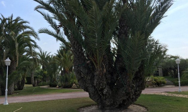 Resale - Chalet - Valverde (Alicante) - Valverde