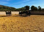 Resale - Finca rústica - Novelda - SERRETA